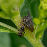 Pesticides